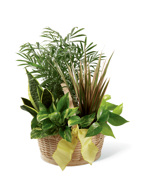 The FTD French Garden employs lush, green plants to create a gift ideal for any of life's special occasions. Containing a varied assortment of 6 green plants, this dish garden arrives presented in a natural round woodchip basket accented with a yellow wired taffeta ribbon to create a wonderful way to send your sentiments across the miles. 