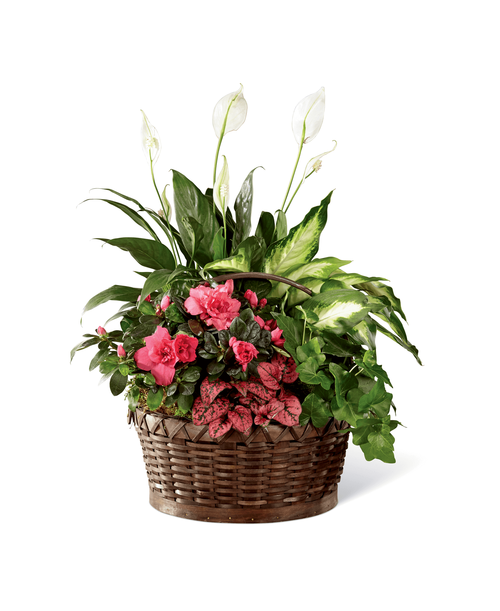 A gift your recipient will enjoy for weeks on end, this sweetly set dishgarden is ready to become a treasured piece in their home. Drawing the eye in with an azalea plant blossoming with ruffled pink blooms and a polka dot plant which flaunts speckled pink leaves, this dishgarden continues to impress with an assortment of lush green plants, including an ivy plant and a peace lily plant. Presented in a dark round woodchip woven basket that allows it to fit into any decor with ease, this gorgeous arrangement of plants is ready to create a memorable thank you, thinking of you, or happy birthday gift. Approx. 19 inchH x 14 inchW. 