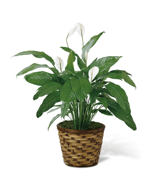 The FTD Spathiphyllum, ormore commonly known as the Peace Lily, is a beautiful plant to help convey your wishes for tranquility and sweet serenity. An ideal gift for most occasions. 8 inchplant