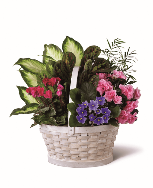 A gift of fresh plants reminds those we hold dear how much we care during times of sadness. Filled with cyclamen, African violet and azalea plants, our Peaceful Garden planter continues on the memory of their beautiful life with each bloom. 
- Details:
Planter is approximately 16 inchH x 15 inchW 