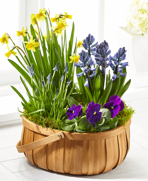 Sometimes, a refreshing mix of blooming green plants is just the right gift t remind someone that you are thinking of them during a difficult time. Our bold basket captures the bright colors of spring with an assortment of purple pansy, daffodil, muscari and hyacinth plants.
The Good basket does not include hyacinth
Good basket is approximately 17 inchH x 11 inchW 
Better basket is approximately 17 inchH x 13 inchW 
